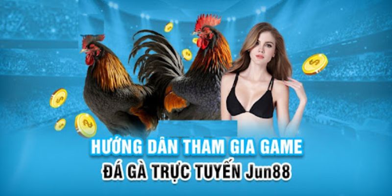 Thao tác theo quy trình để xem đá gà